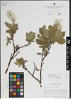 Foto von Salix lanata L.